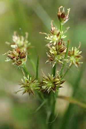 Luzula multiflora \ Vielbltige Hainsimse / Heath Wood-Rush, D Weinheim an der Bergstraße 28.4.2022