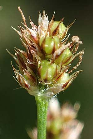 Luzula multiflora \ Vielbltige Hainsimse / Heath Wood-Rush, D Weinheim an der Bergstraße 28.4.2022