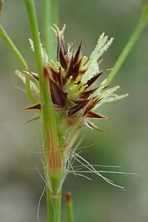 Luzula multiflora \ Vielbltige Hainsimse / Heath Wood-Rush, D Weinheim an der Bergstraße 28.4.2022