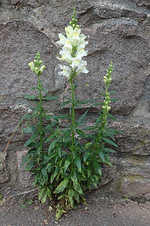 Antirrhinum majus \ Groes Lwenmaul / Snapdragon, D Thüringen, Kyffhäuserdenkmal 8.6.2022