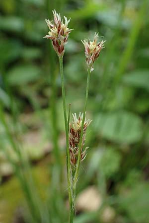 Luzula multiflora \ Vielbltige Hainsimse / Heath Wood-Rush, D Höpfingen 20.5.2023