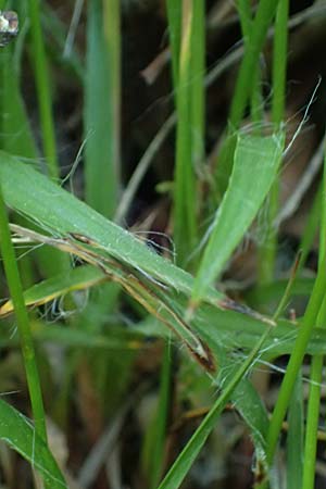 Luzula multiflora \ Vielbltige Hainsimse / Heath Wood-Rush, D Neustadt an der Weinstraße 1.5.2025
