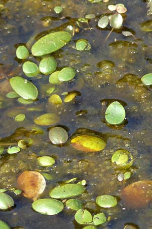 Luronium natans \ Froschkraut, Schwimmlffel / Floating Water-Plantain, D Dorsten 14.6.2018