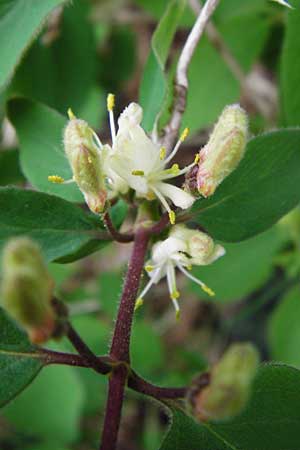 Lonicera xylosteum \ Rote Heckenkirsche / Fly Honeysuckle, D Langgöns 25.4.2015