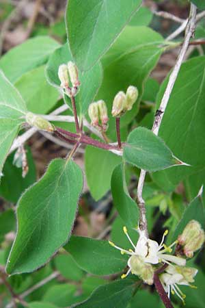 Lonicera xylosteum \ Rote Heckenkirsche / Fly Honeysuckle, D Langgöns 25.4.2015