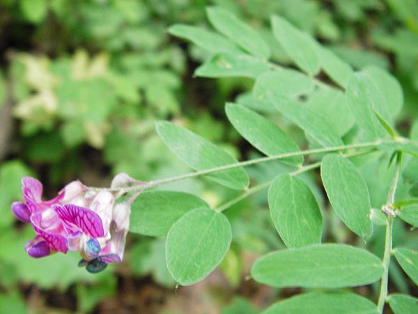 Lathyrus niger \ Schwarze Platterbse / Black Pea, D Östringen-Eichelberg 25.5.2015