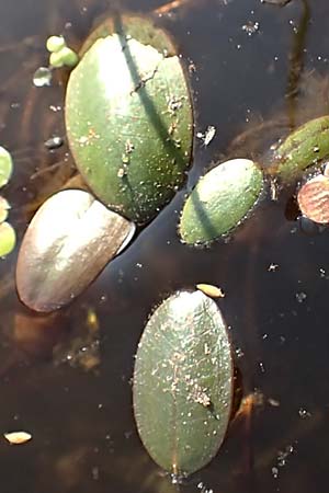 Luronium natans \ Froschkraut, Schwimmlffel / Floating Water-Plantain, D Dorsten 14.6.2018
