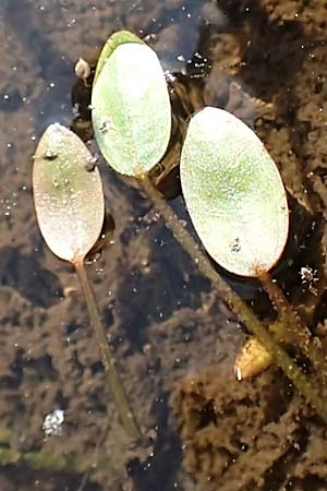 Luronium natans \ Froschkraut, Schwimmlffel / Floating Water-Plantain, D Dorsten 14.6.2018