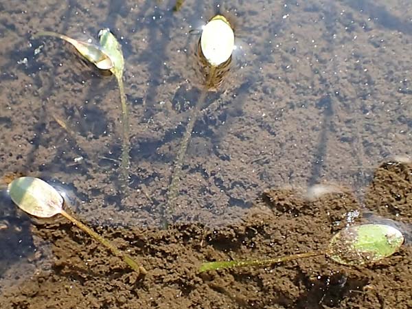 Luronium natans \ Froschkraut, Schwimmlffel / Floating Water-Plantain, D Dorsten 14.6.2018