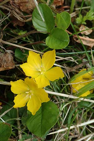 Lysimachia nummularia \ Pfennigkraut / Creeping-Jenny, D Hövelhof 15.6.2018