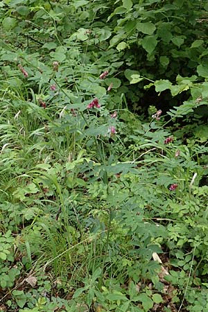Lathyrus niger \ Schwarze Platterbse / Black Pea, D Königheim 29.5.2019