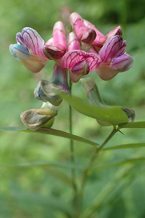 Lathyrus niger \ Schwarze Platterbse / Black Pea, D Königheim 29.5.2019