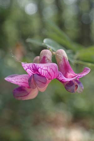 Lathyrus niger \ Schwarze Platterbse / Black Pea, D Thüringen, Kölleda 15.6.2023