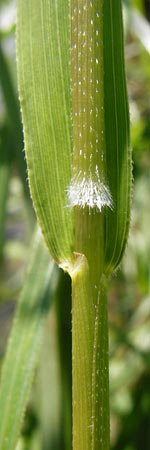 Leersia oryzoides \ Wild-Reis / Rice Cutgrass, D Runkel an der Lahn 1.8.2015