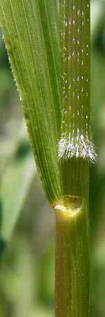 Leersia oryzoides \ Wild-Reis / Rice Cutgrass, D Runkel an der Lahn 1.8.2015