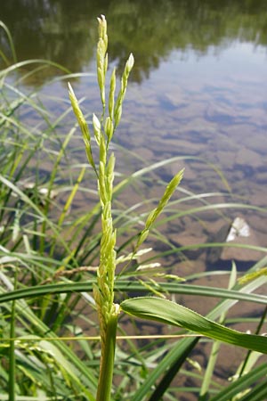 Leersia oryzoides \ Wild-Reis / Rice Cutgrass, D Runkel an der Lahn 1.8.2015