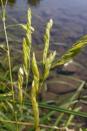 Leersia oryzoides \ Wild-Reis / Rice Cutgrass, D Runkel an der Lahn 1.8.2015