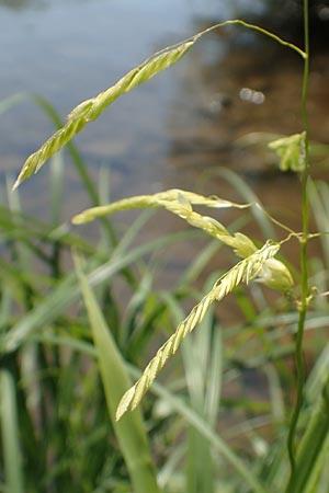 Leersia oryzoides \ Wild-Reis / Rice Cutgrass, D Runkel an der Lahn 1.8.2015