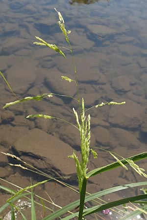 Leersia oryzoides \ Wild-Reis / Rice Cutgrass, D Runkel an der Lahn 1.8.2015
