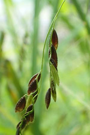 Leersia oryzoides \ Wild-Reis / Rice Cutgrass, D Runkel an der Lahn 22.8.2015