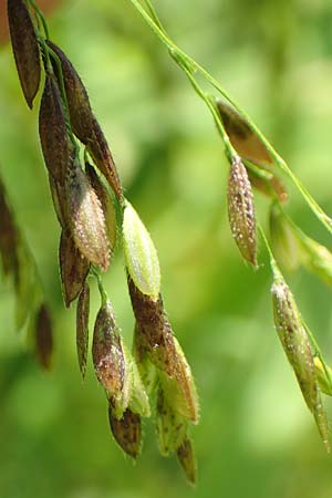Leersia oryzoides \ Wild-Reis / Rice Cutgrass, D Runkel an der Lahn 22.8.2015