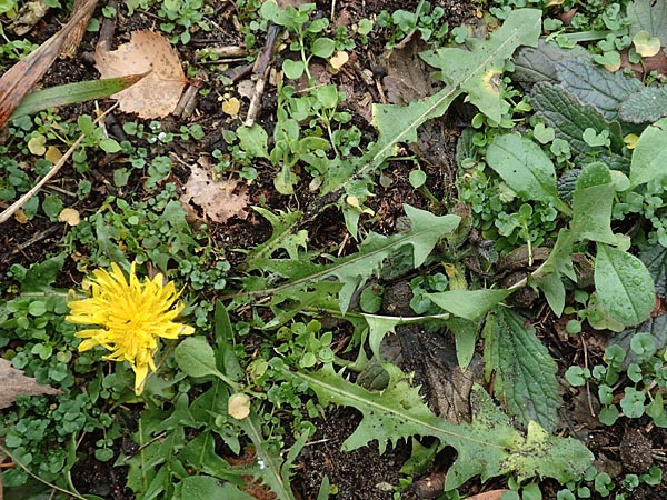 Taraxacum proximum \ Braunfrchtiger Lwenzahn, D Schwetzingen 7.11.2015