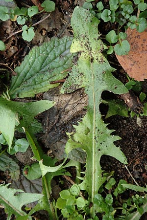 Taraxacum proximum \ Braunfrchtiger Lwenzahn, D Schwetzingen 7.11.2015