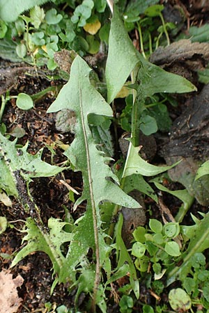 Taraxacum proximum \ Braunfrchtiger Lwenzahn, D Schwetzingen 7.11.2015