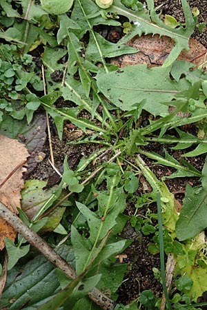 Taraxacum spec6 ? \ Lwenzahn, D Schwetzingen 7.11.2015