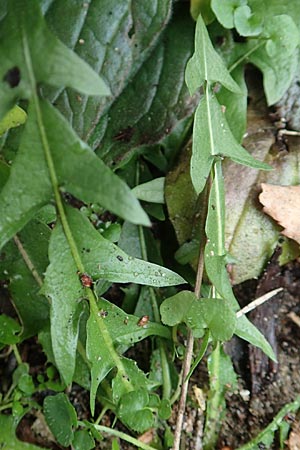 Taraxacum spec6 ? \ Lwenzahn, D Schwetzingen 7.11.2015