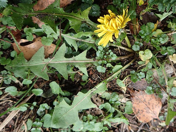 Taraxacum proximum \ Braunfrchtiger Lwenzahn, D Schwetzingen 7.11.2015