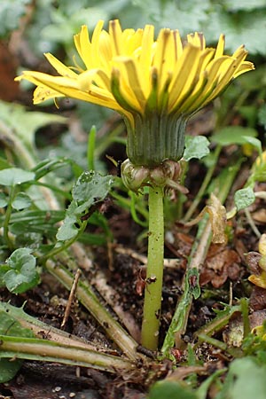 Taraxacum proximum \ Braunfrchtiger Lwenzahn, D Schwetzingen 7.11.2015