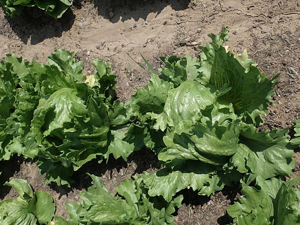 Lactuca sativa \ Kopfsalat / Lettuce, D Mannheim 3.6.2023