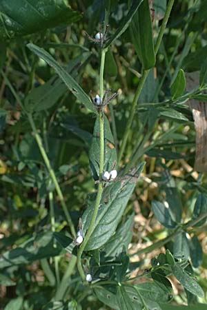 Lithospermum officinale \ Echter Steinsame / Common Gromwell, D Pfalz, Speyer 8.8.2026
