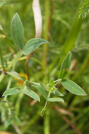 Lathyrus pratensis \ Wiesen-Platterbse / Meadow Vetchling, D Groß-Umstadt 29.6.2013