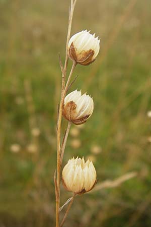 Linum perenne \ Ausdauernder Lein / Perennial Flax, D Eching 25.7.2015
