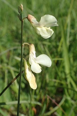 Lathyrus pannonicus subsp. collinus \ Hgel-Platterbse / Hungarian Pea, D Tübingen 7.5.2016