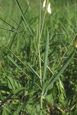 Lathyrus pannonicus subsp. collinus \ Hgel-Platterbse / Hungarian Pea, D Tübingen 7.5.2016