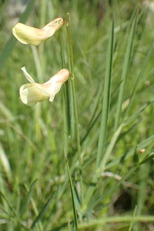 Lathyrus pannonicus subsp. collinus \ Hgel-Platterbse / Hungarian Pea, D Tübingen 7.5.2016