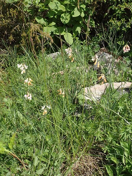 Lathyrus pannonicus subsp. collinus \ Hgel-Platterbse / Hungarian Pea, D Tübingen 7.5.2016