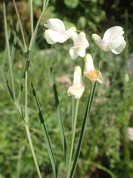 Lathyrus pannonicus subsp. collinus \ Hgel-Platterbse / Hungarian Pea, D Tübingen 7.5.2016