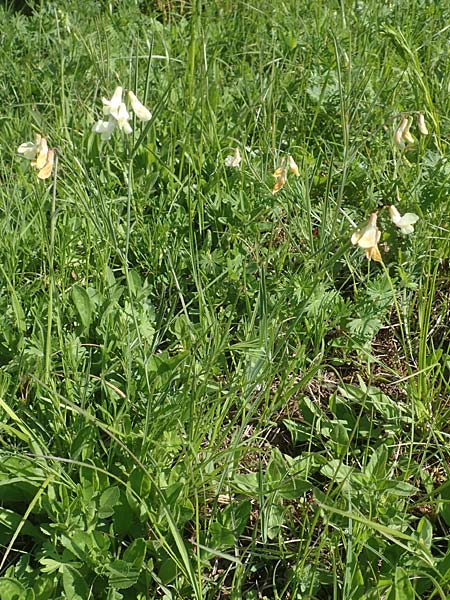 Lathyrus pannonicus subsp. collinus \ Hgel-Platterbse / Hungarian Pea, D Tübingen 7.5.2016