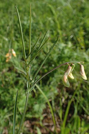 Lathyrus pannonicus subsp. collinus \ Hgel-Platterbse / Hungarian Pea, D Tübingen 7.5.2016