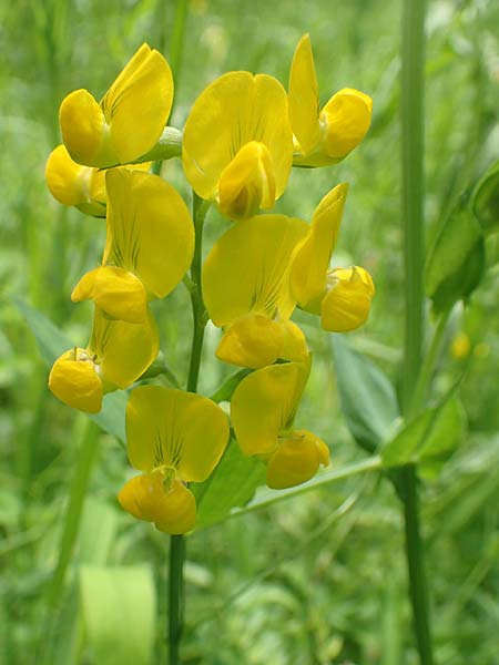Lathyrus pratensis \ Wiesen-Platterbse / Meadow Vetchling, D Östringen-Eichelberg 28.5.2016