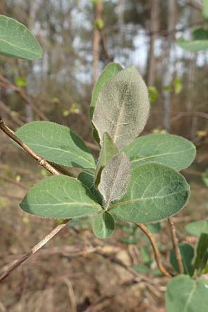 Lonicera periclymenum \ Wald-Geiblatt / Honeysuckle, D Pfalz, Speyer 31.3.2017