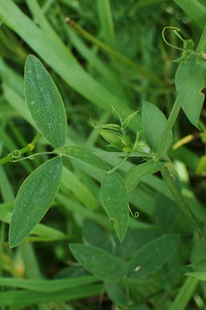 Lathyrus pratensis \ Wiesen-Platterbse / Meadow Vetchling, D Eggenstein-Leopoldshafen 12.6.2021