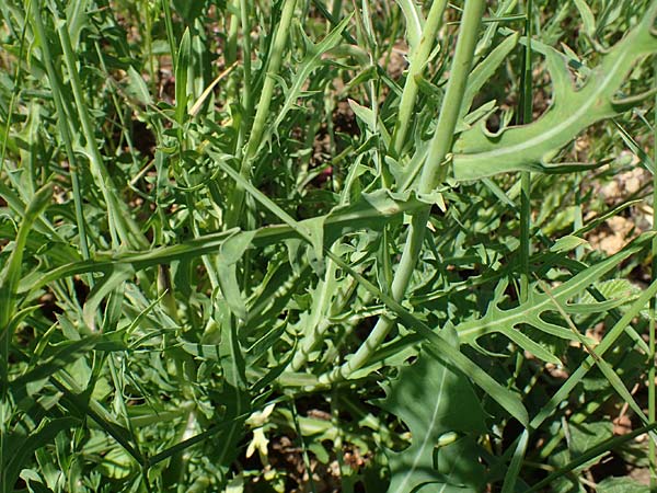 Lactuca perennis \ Blauer Lattich / Blue Lettuce, D Grünstadt-Asselheim 16.6.2021