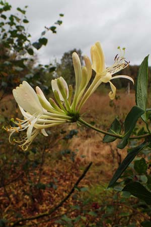 Lonicera periclymenum \ Wald-Geiblatt / Honeysuckle, D Neumünster, Dosenmoor 16.9.2021