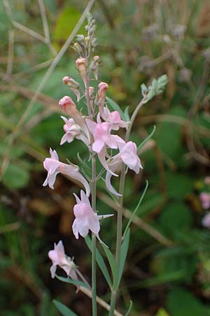 Linaria purpurea \ Purpurrotes Leinkraut / Purple Toadflax, D Ladenburg 30.9.2021
