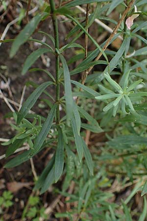 Linaria purpurea \ Purpurrotes Leinkraut / Purple Toadflax, D Ladenburg 30.9.2021